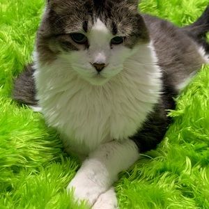 Meet your Posher, Han